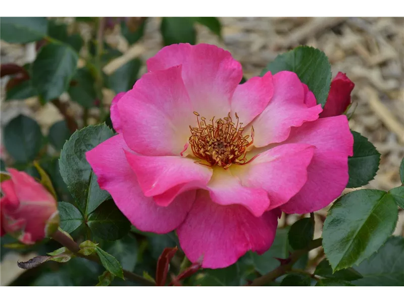 Rosa 'Tourmaline'® delrosu