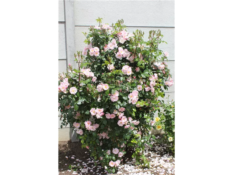 Rosa 'Utopia®' delsimros