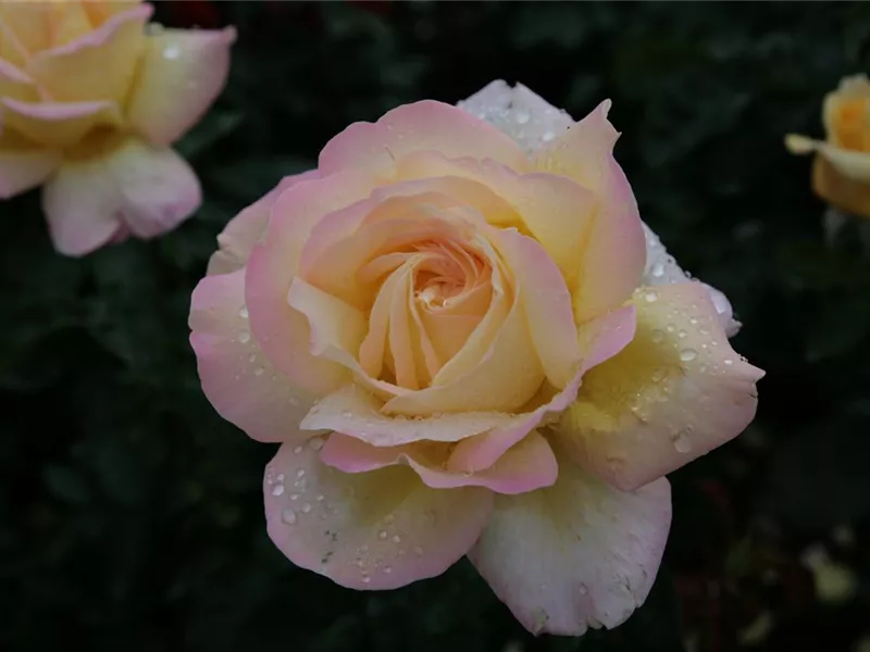 Rosa 'Gloria Dei'