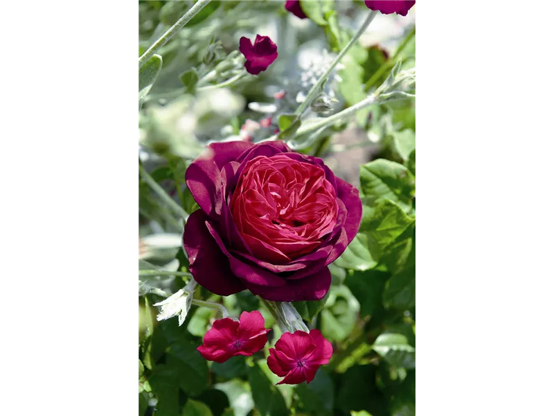 Rosa 'Astrid Gräfin von Hardenberg'