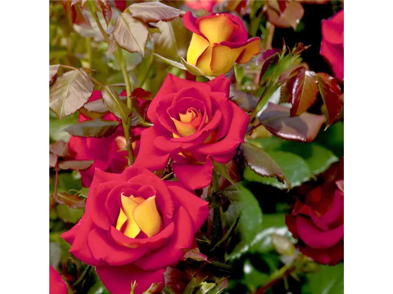 Rosa 'Ketchup & Mustard'