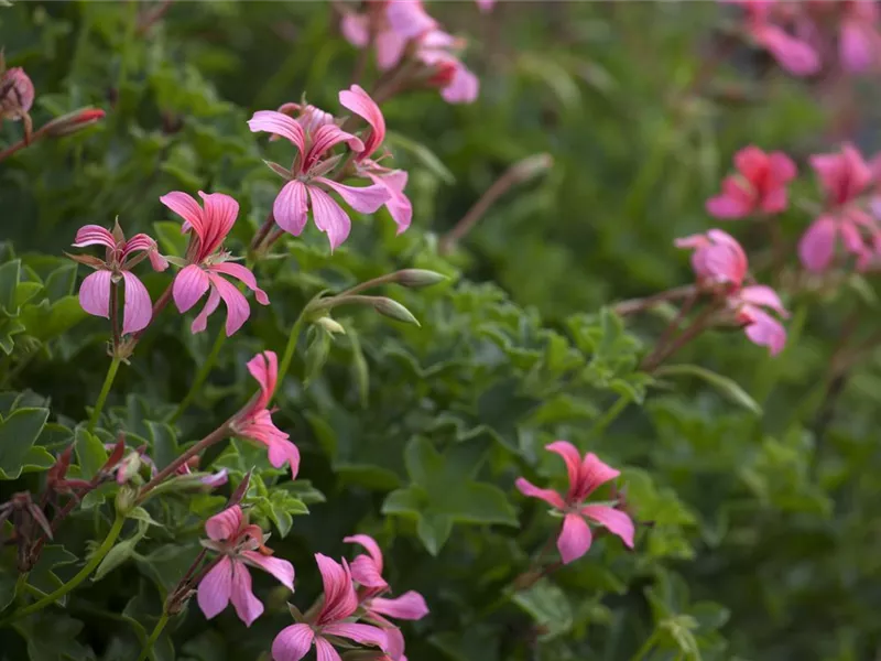 Pelargonium peltatum 'Bayern'