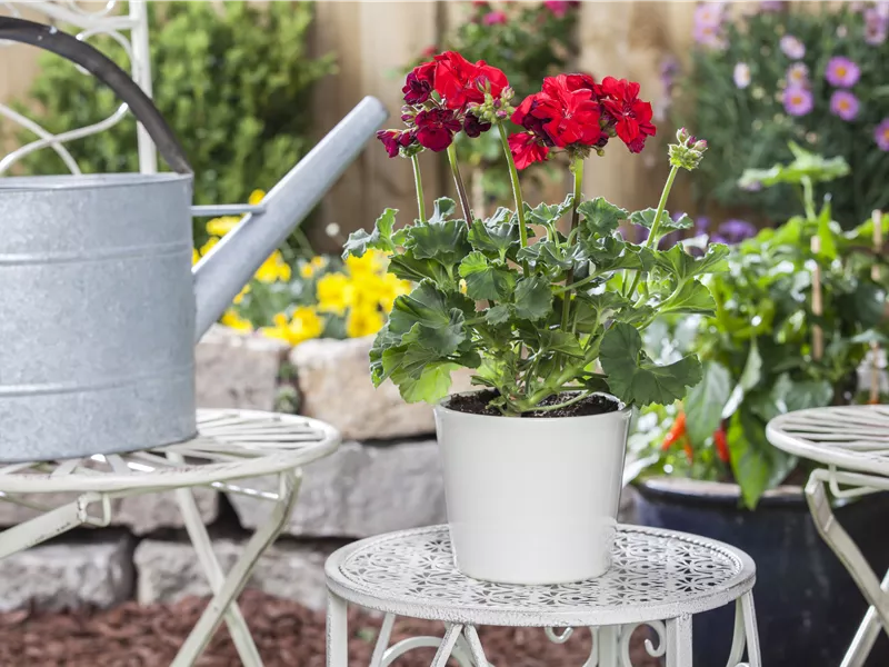 Pelargonium zonale