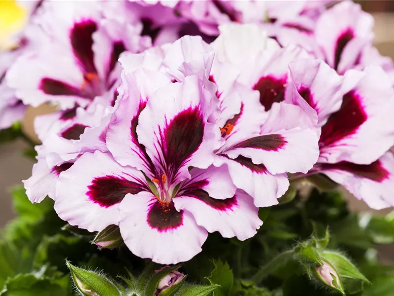 Pelargonium grandiflorum