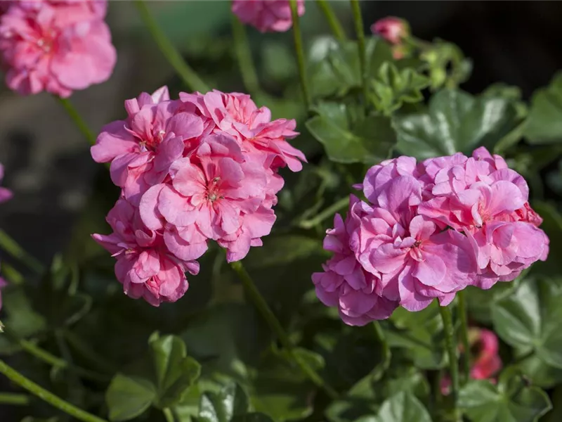 Pelargonium peltatum 