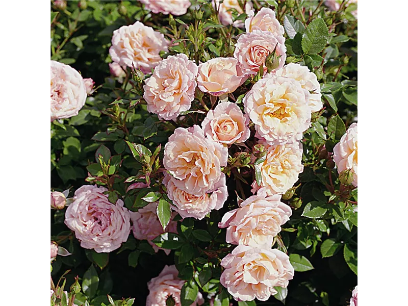 Rosa 'Peach Clementine'