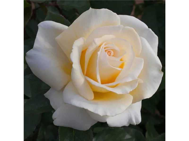 Rosa 'Ambassador'