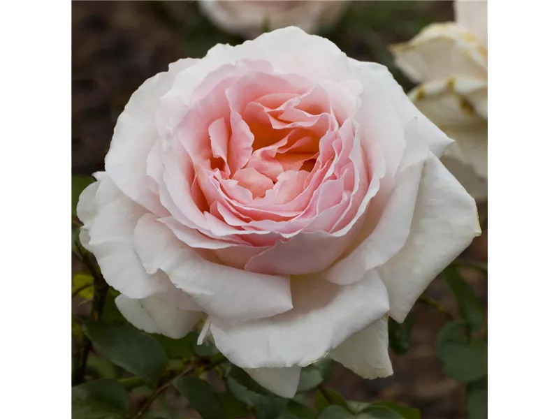 Rosa 'Andre le Notre'