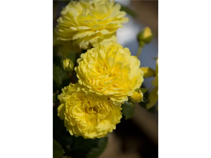 Rosa 'Yellow Meilove®'