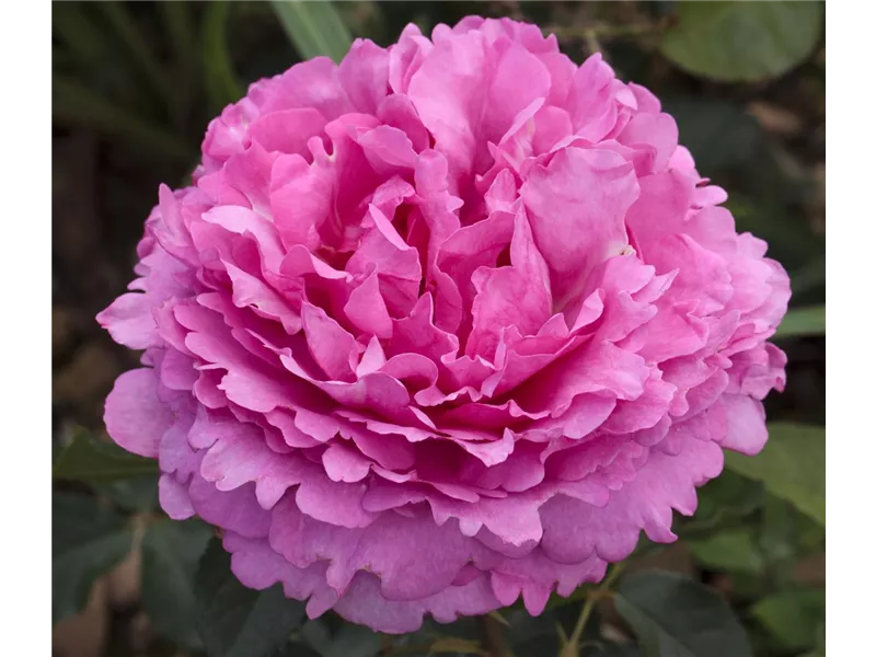 Rosa 'Yves Piaget'