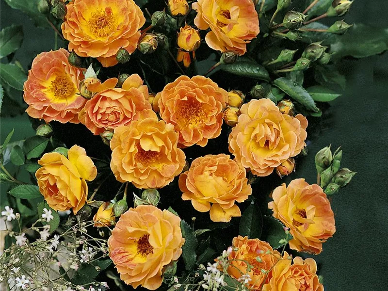 Rosa 'Jojo Peach' 