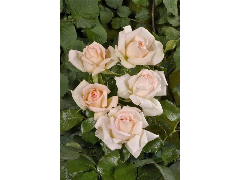 Rosa 'Chandos Beauty®'