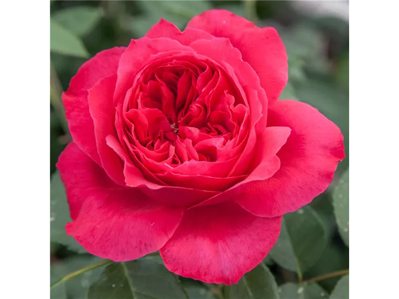 Rosa 'Elbjuwel'