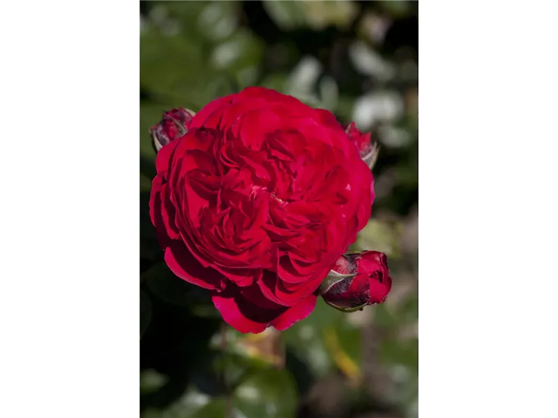 Rosa 'Red Leonardo da Vinci'