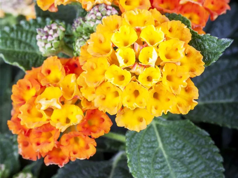 Lantana camara