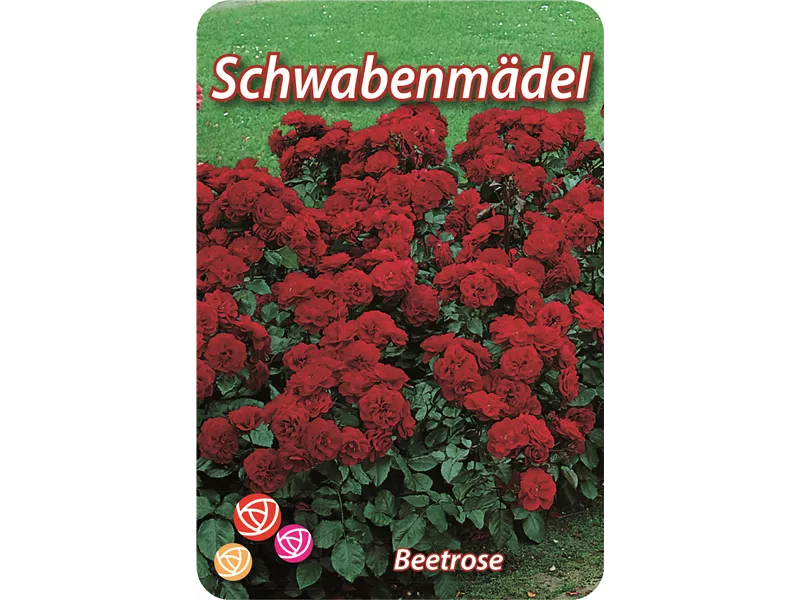 Rosa 'Schwabenmädel'