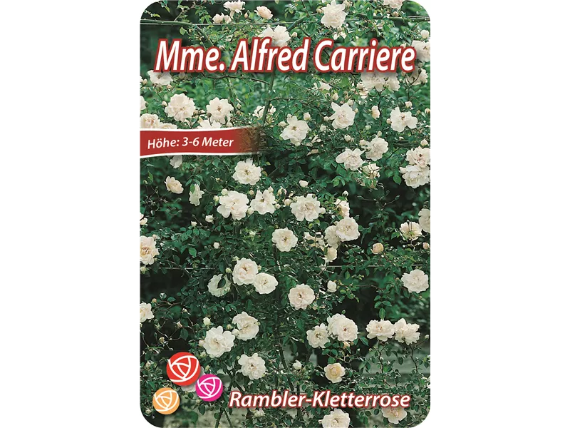 Rosa 'Mme. Alfred Carriere'