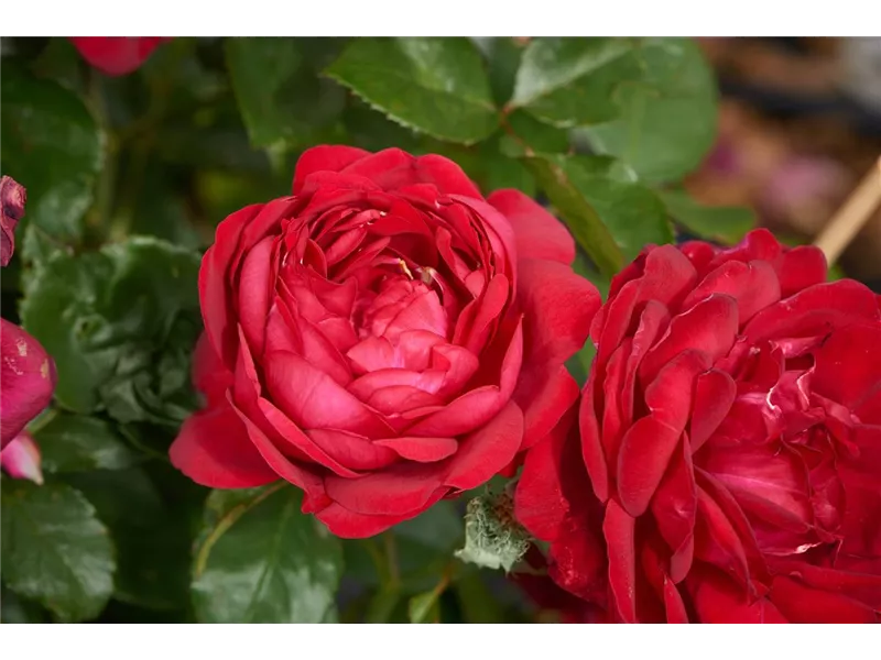 Rosa 'Carpicia Renaissance'