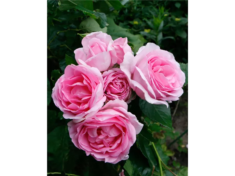 Rosa 'Ghita Renaissance'