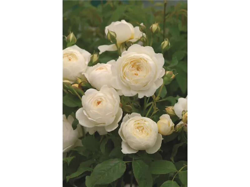 Rosa 'Claire Austin®' (Ausprior)