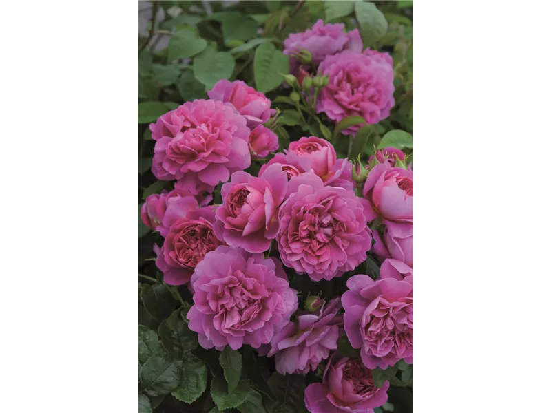 Rosa 'Princess Anne®' (Auskitchen)