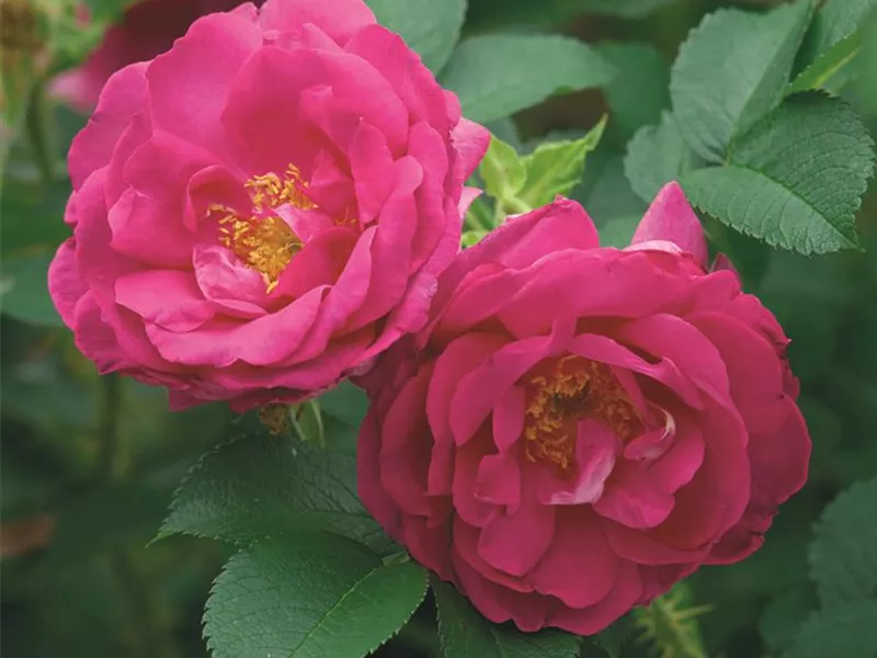 Rosa 'Wild Edric®' (Aushedge)