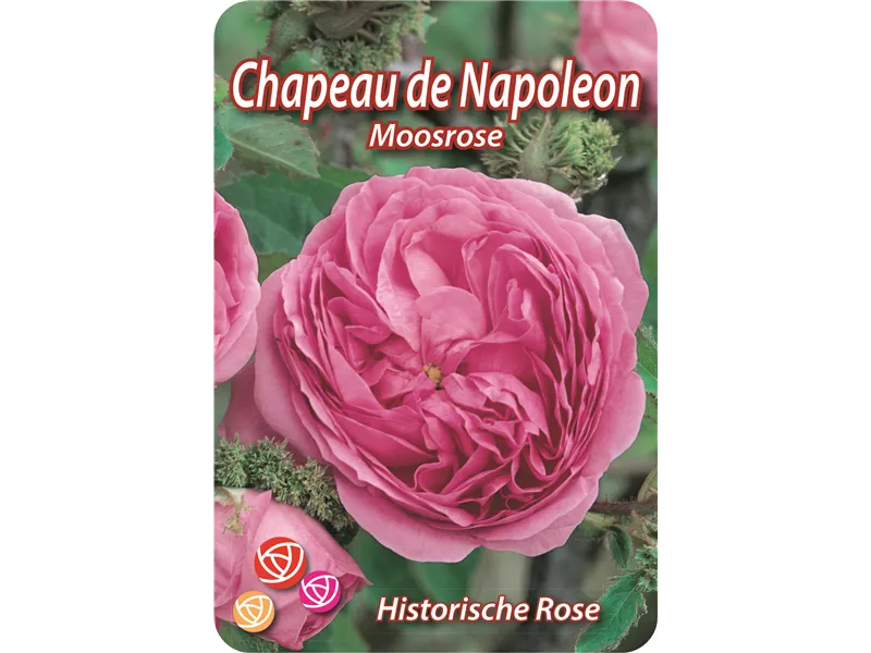 Rosa 'Chapeau de Napoleon'