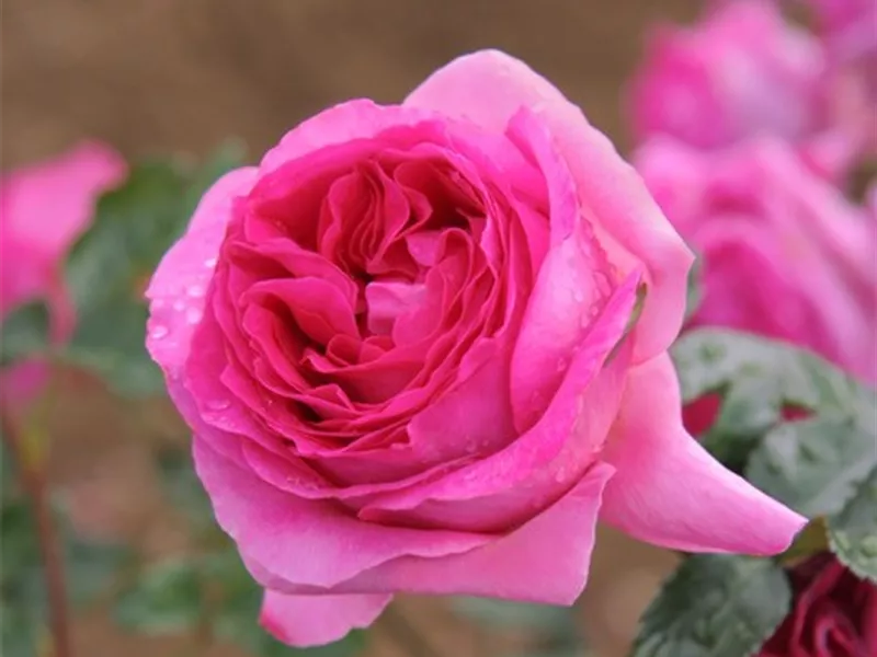 Rosa 'Bernadette Lafont'