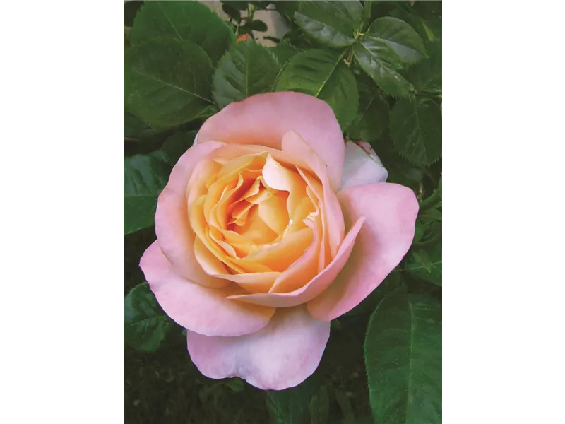 Rosa 'Isabelle Autissier®'