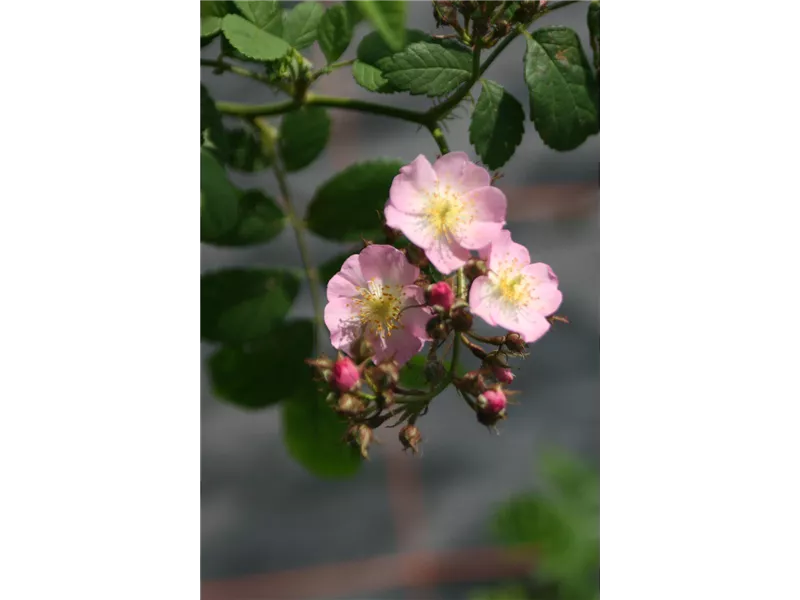 Rosa 'Multiflora'