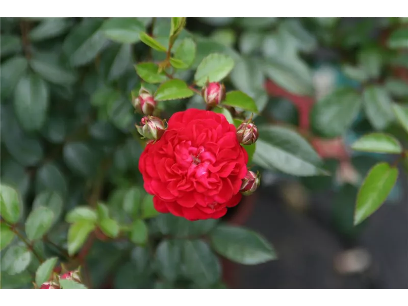 Rosa 'Momo'