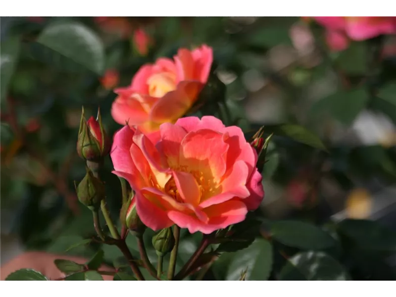 Rosa 'Herzogin Friederike'