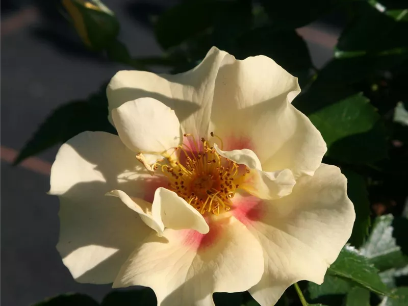 Rosa 'Queen of Sheba®'