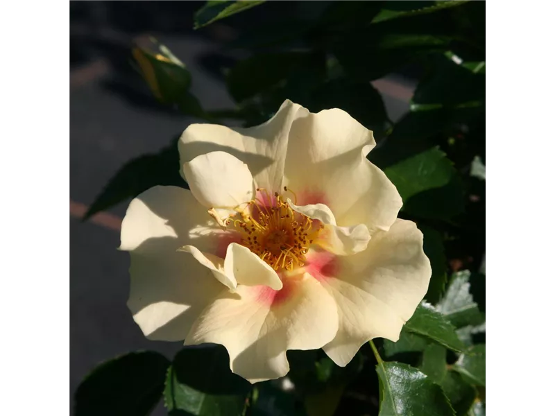 Rosa 'Queen of Sheba'