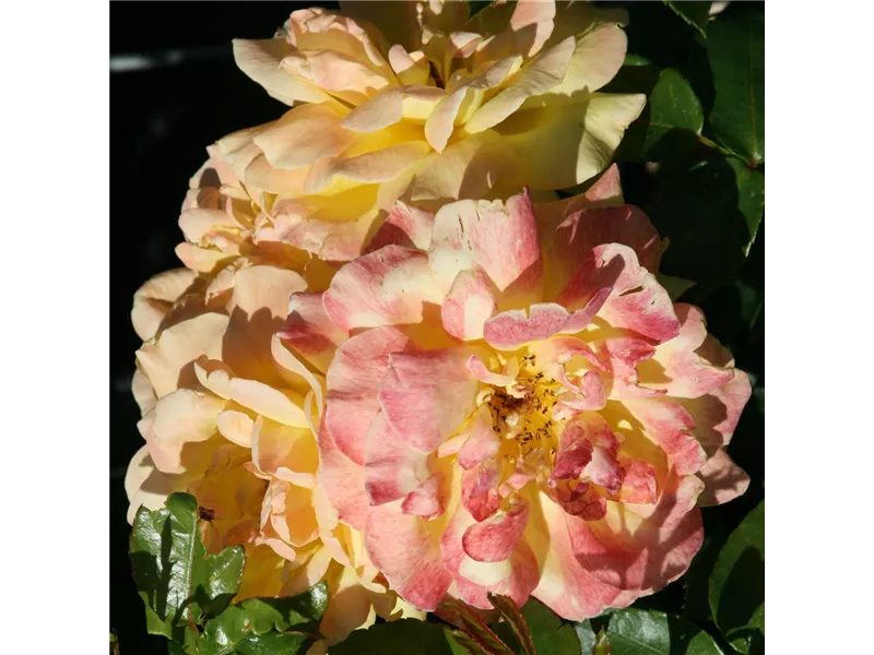 Rosa 'Goldfassade'