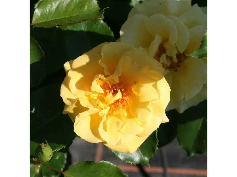 Rosa 'Westart®'