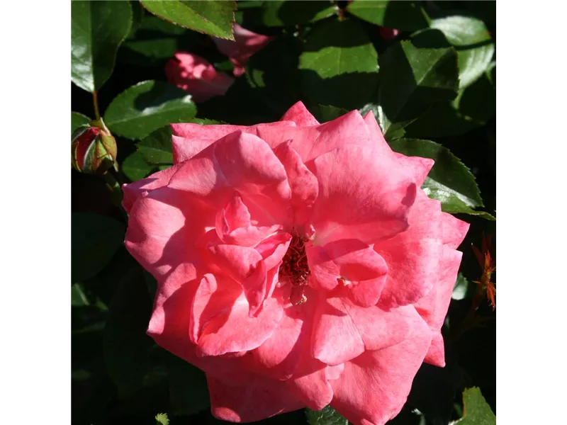 Rosa 'Fassadenzauber®'