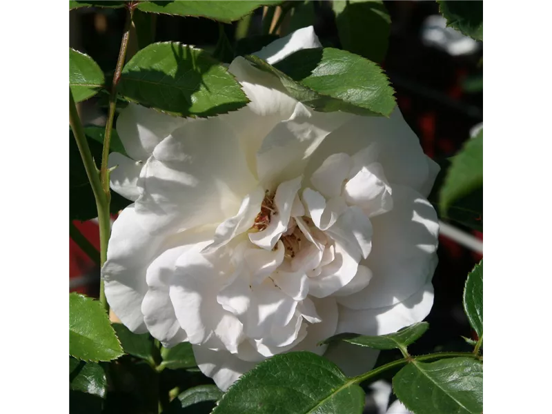 Rosa 'Graciosa®'