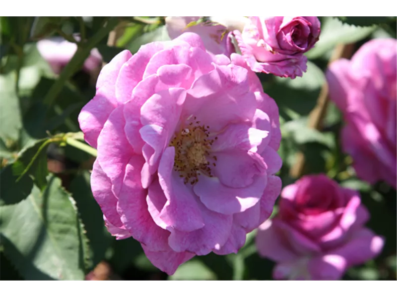 Rosa 'Climbing Violett Parfum'