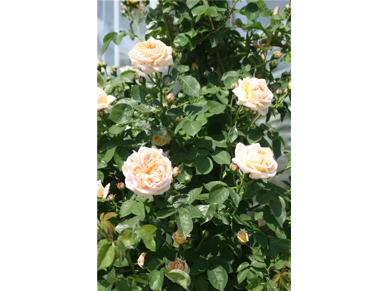 Rosa 'Alchymist®'