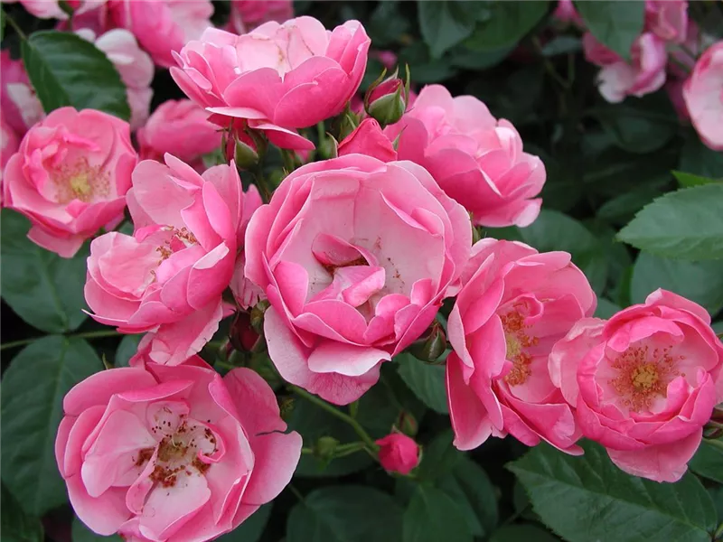 Rosa 'Angela'