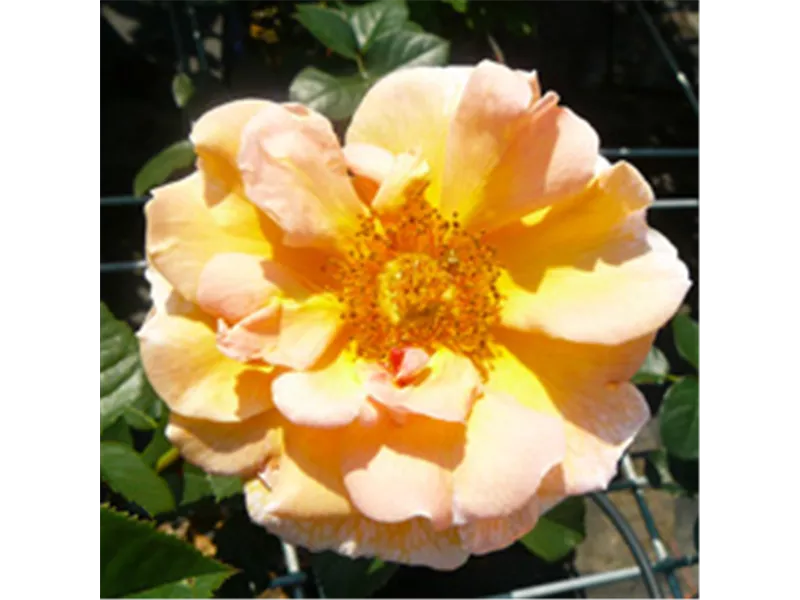 Rosa 'Arabia'