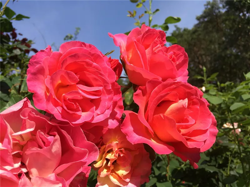 Rosa 'La Passionata' ® delup