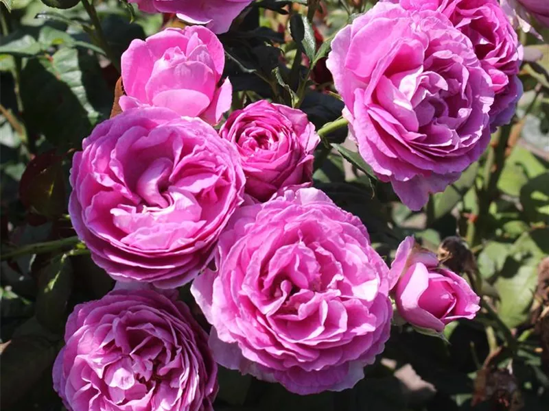 Rosa 'Carmen Würth®'