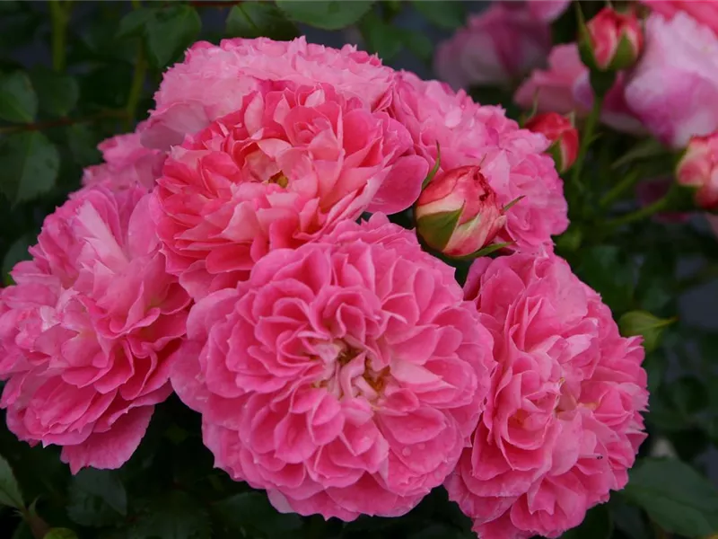 Rosa 'Charmant®'