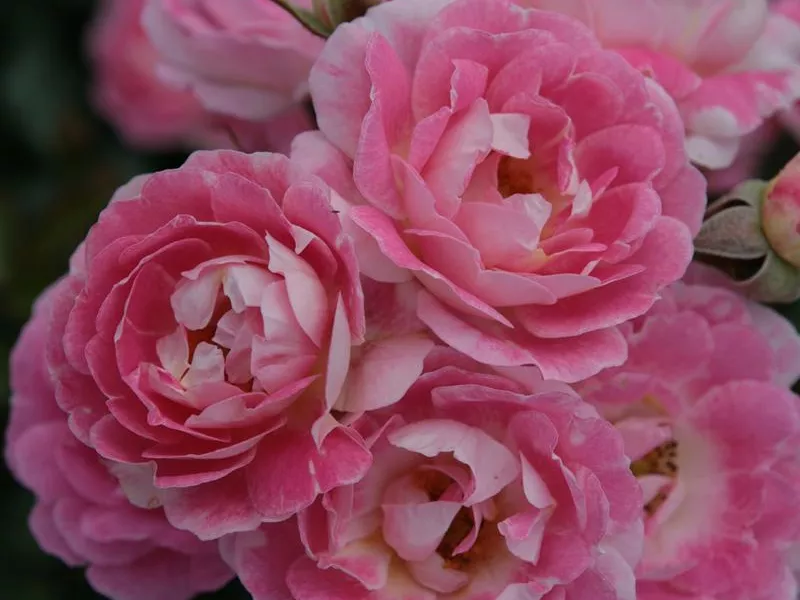 Rosa 'Flirt 2011'