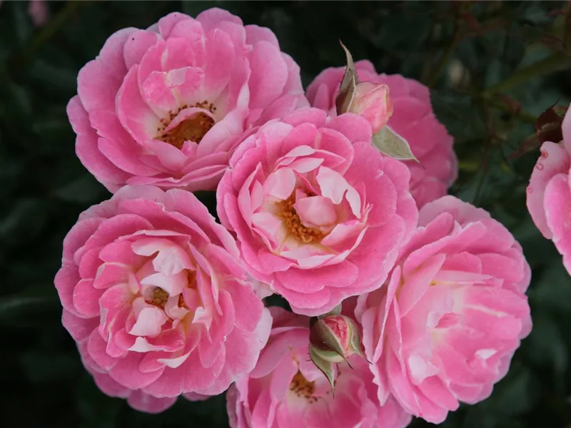 Rosa 'Flirt 2011'