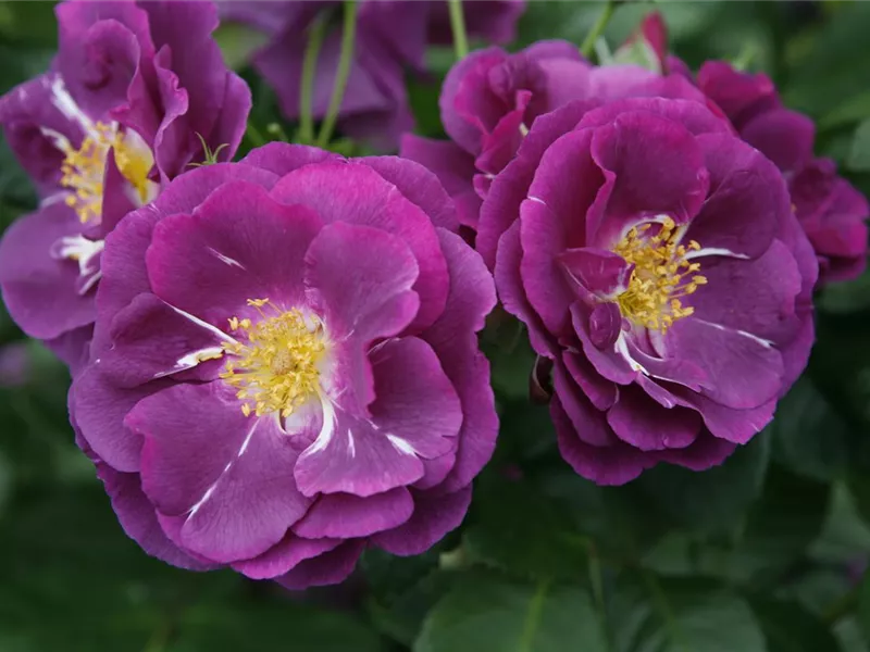 Rosa 'Rhapsody in Blue®'