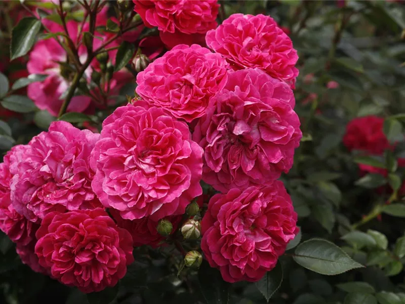 Rosa 'Roxy'