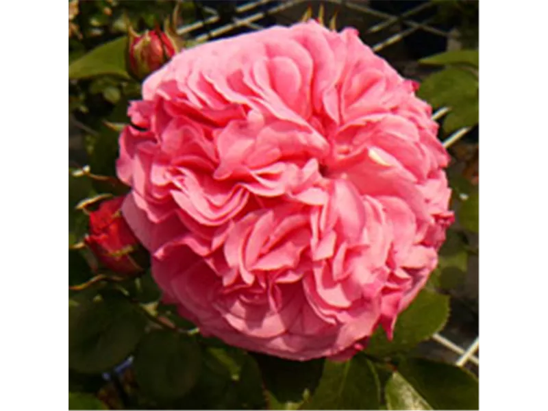 Rosa 'Midsummer®'